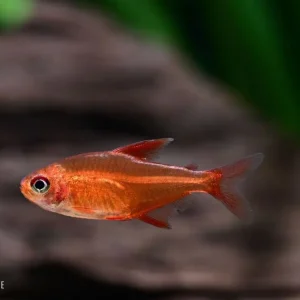 Neu Red Muzel Tetra bzw. Roter Cherrysalmler (Hyphessobrycon spec. muzel red cherry)
